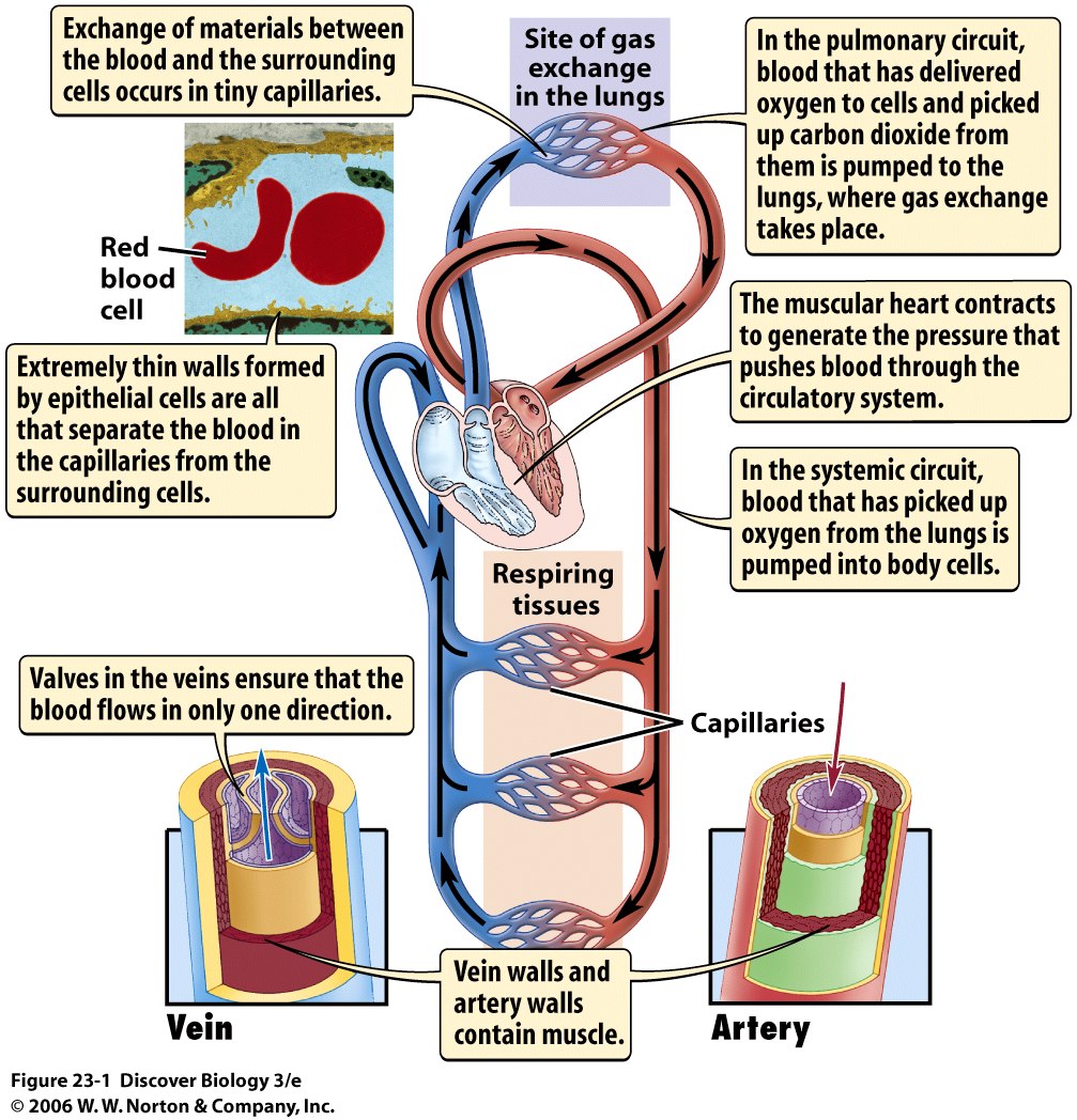 BIO 7 Lecture 1920 Preview
